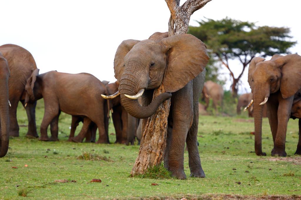 Jambo Mara Safari Lodge Ololaimutiek Exteriér fotografie
