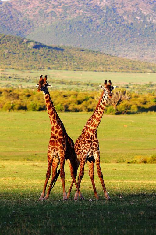 Jambo Mara Safari Lodge Ololaimutiek Pokoj fotografie